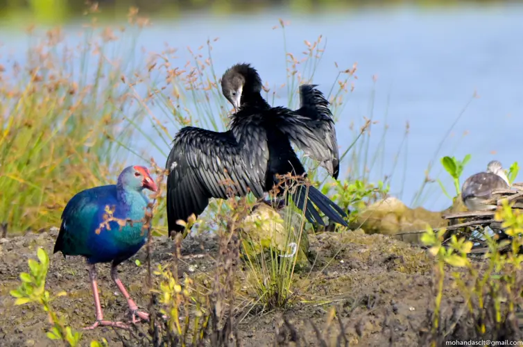 Grey-headed swamphen at Kadamakkudy | Kerala | India